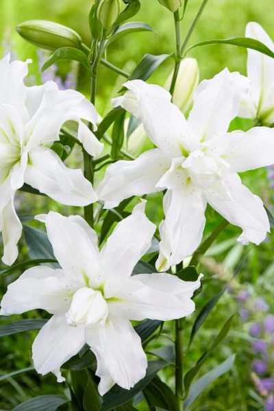 Лотус Бьюти.jpg Лотус Бьюти.jpg