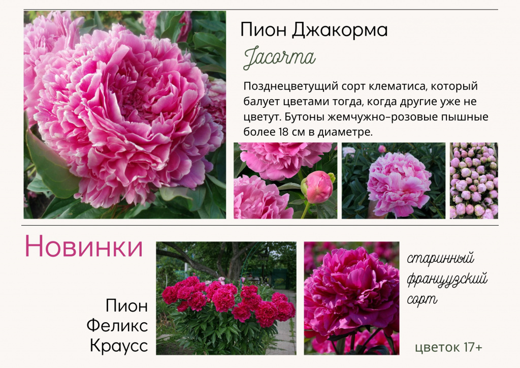 Пионы.jpg Пионы.jpg