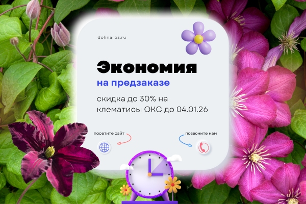 Экономия на предзаказе: скидка до 30% на клематисы ОКС фото Экономия на предзаказе: скидка до 30% на клематисы ОКС фото