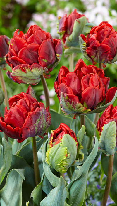 Рококо Дабл.png