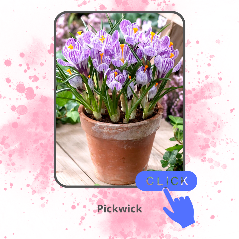 Pickwick.png Pickwick.png