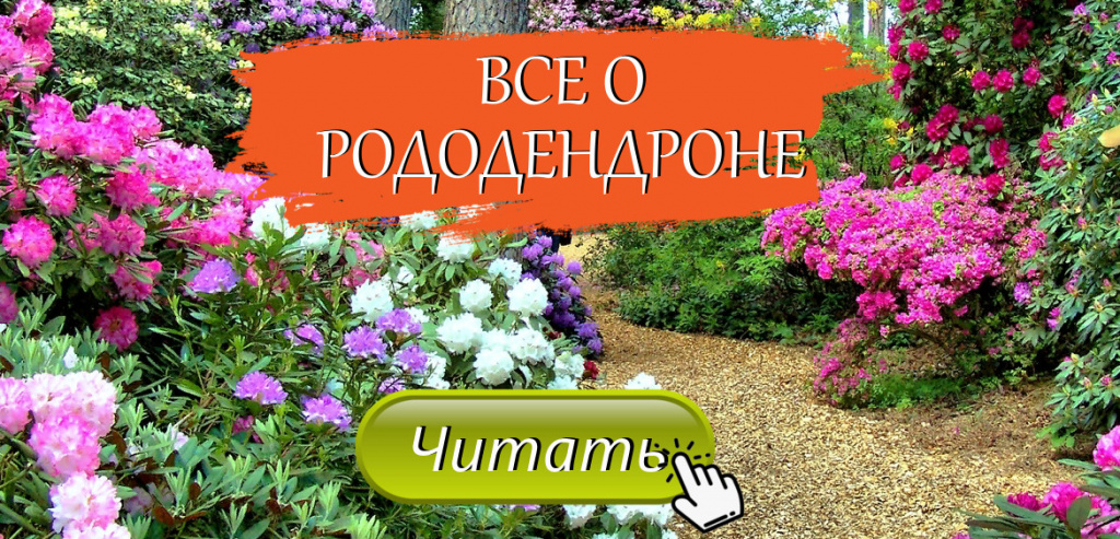 статьи о рододендронах статьи о рододендронах