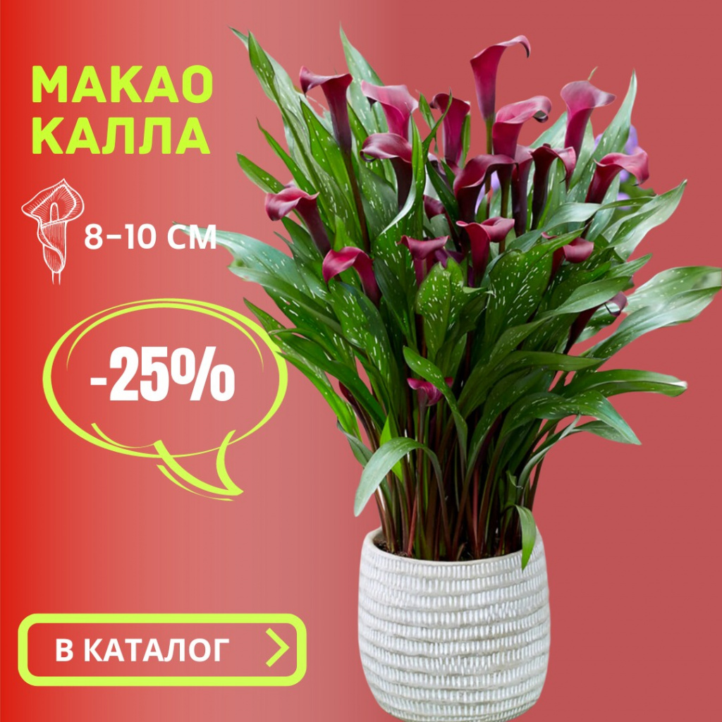 Калла Макао.jpg Калла Макао.jpg