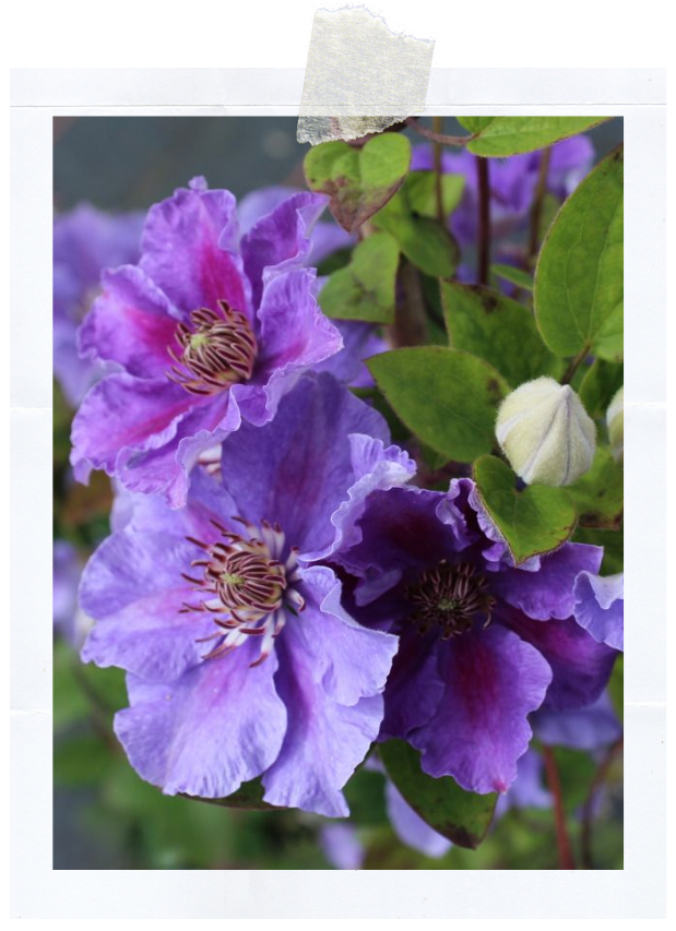 Ашва (400 x 620 пикс.).png Ашва (400 x 620 пикс.).png