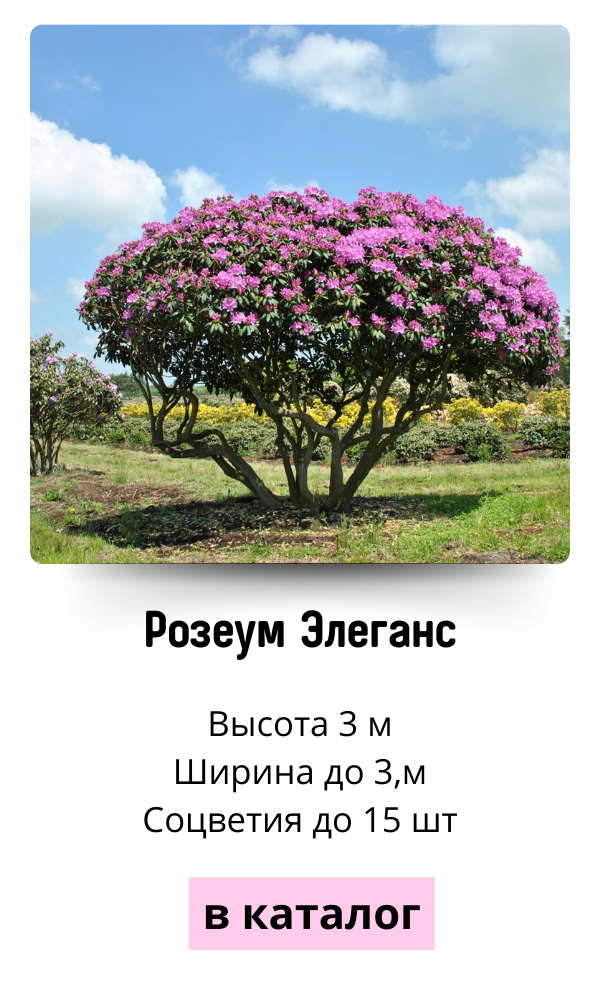 Розеум Элеганс.png Розеум Элеганс.png