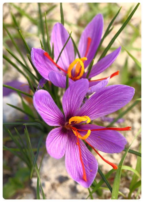 Шафран.png Шафран.png