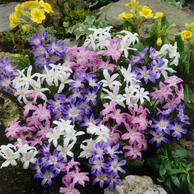 Хионодокса Mixed .png