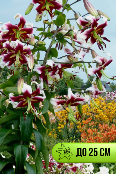 Беверли Дримс.png Беверли Дримс.png