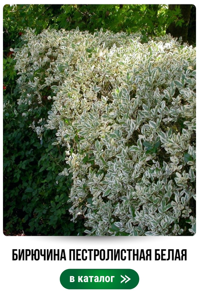 бирючина.jpg бирючина.jpg