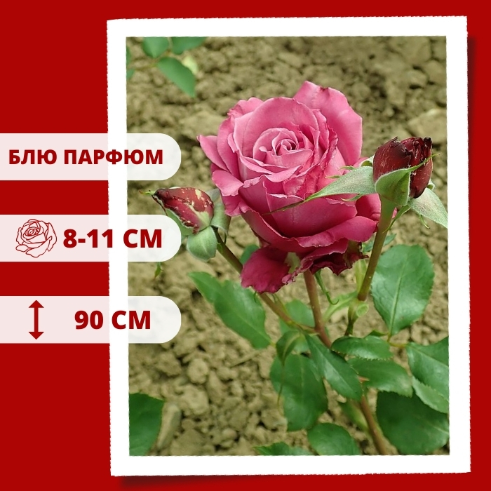 Блю Парфюм.jpg