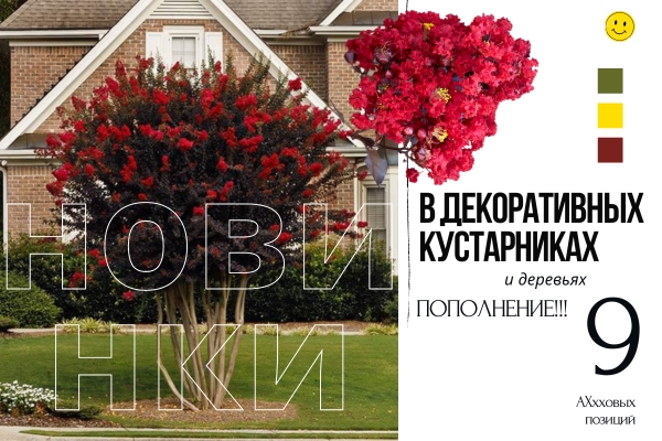 Какие-то невероятные НОВИНКИ в разделе декоративных кустарников! фото Какие-то невероятные НОВИНКИ в разделе декоративных кустарников! фото
