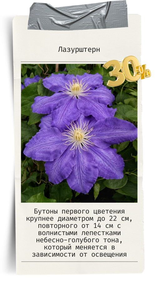 Лазурштерн.png Лазурштерн.png