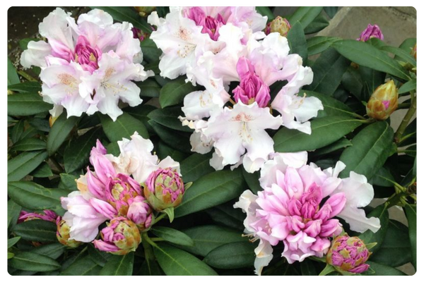 Хоппи (600 x 450 пикс.).png Хоппи (600 x 450 пикс.).png