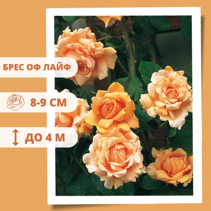 Брес оф лайф.jpg