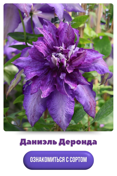 Даниэль Деронда.jpg 4.jpg