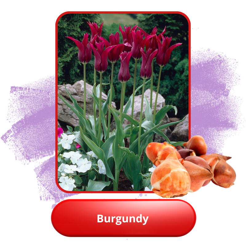 Burgundy.png Burgundy.png