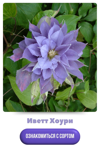 Иветт Хоури.jpg 3.jpg