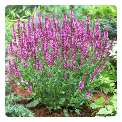 Шалфей дубравный Сенсейшн Роуз.jpg Шалфей дубравный Сенсейшн Роуз.jpg