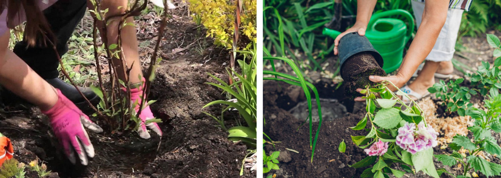 Посадка-гортензии