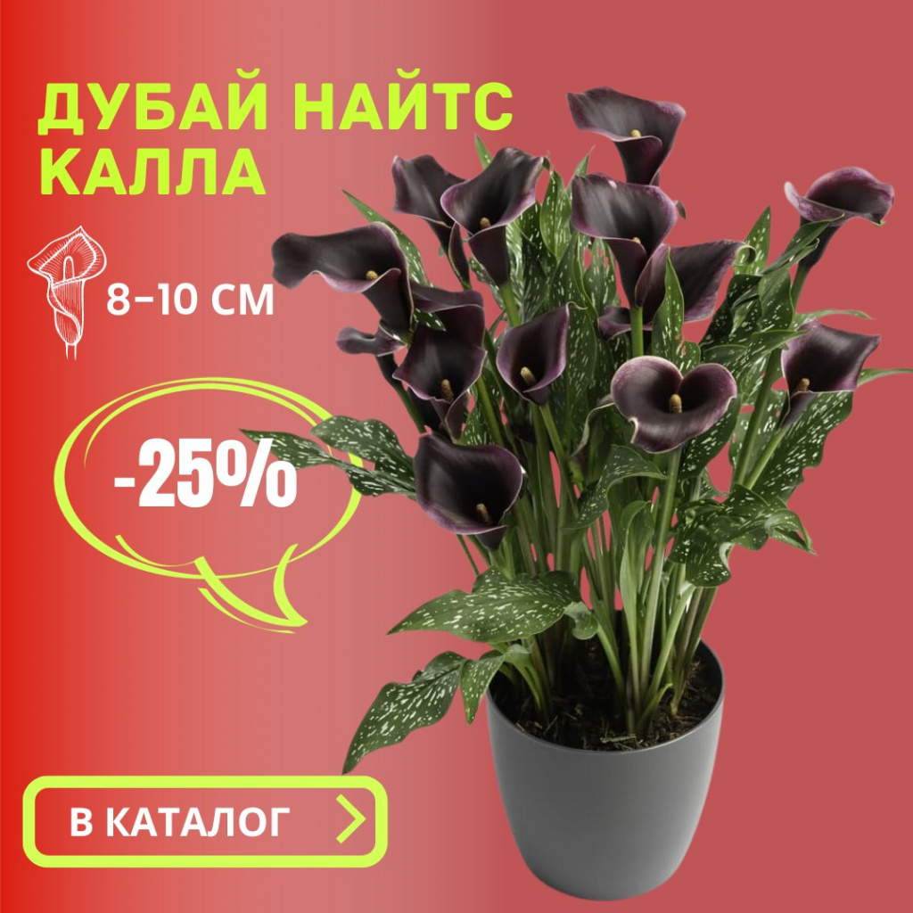 Калла Дубай Найтс.jpg Калла Дубай Найтс.jpg