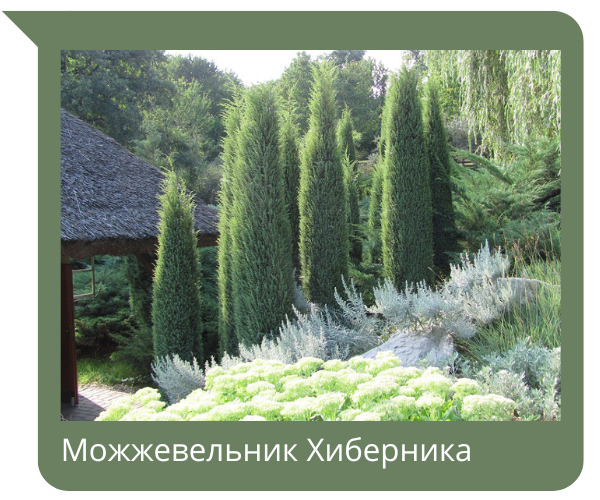 можжевельник.png можжевельник.png
