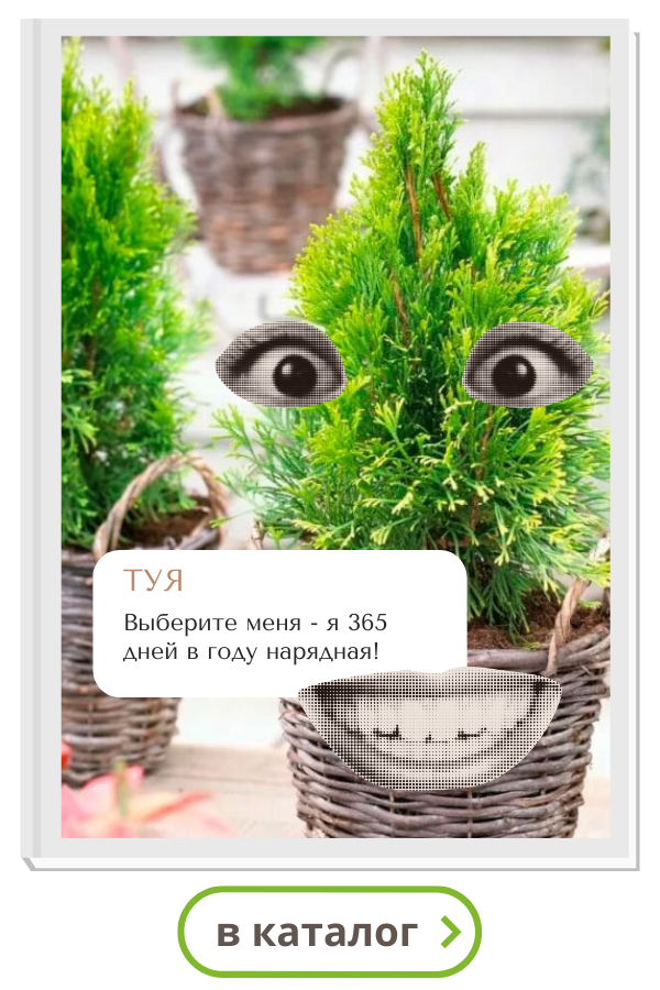 туя.png туя.png