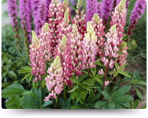 Шателейн.jpg Шателейн.jpg