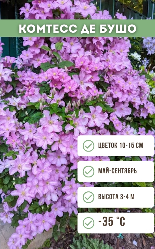 Комтесс де Бушо.jpg Комтесс де Бушо.jpg