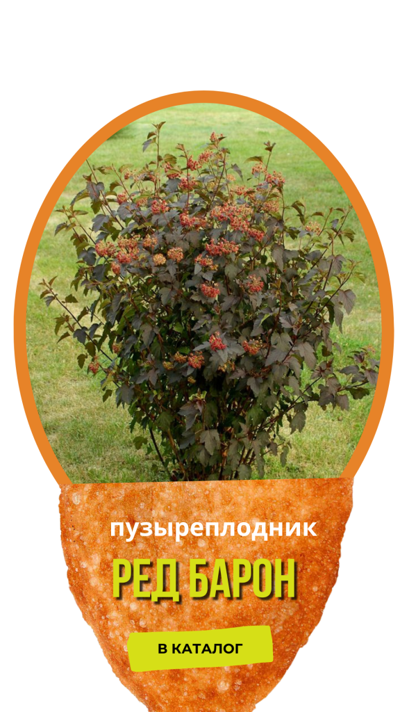 Ред Барон.png