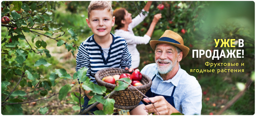плодовые (1100 x 500 пикс.).png плодовые (1100 x 500 пикс.).png