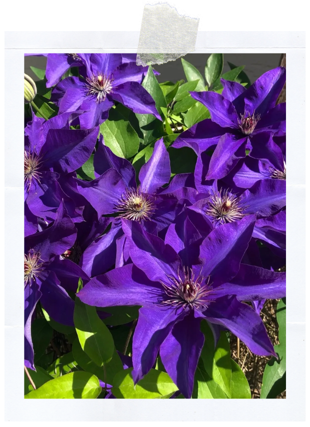 The President (400 x 620 пикс.).png The President (400 x 620 пикс.).png