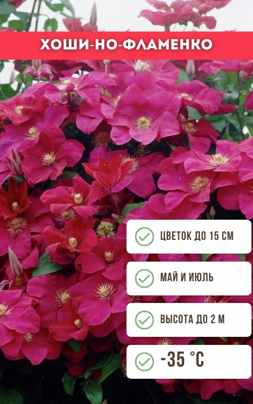 Хоши-но-Фламенко.jpg Хоши-но-Фламенко.jpg