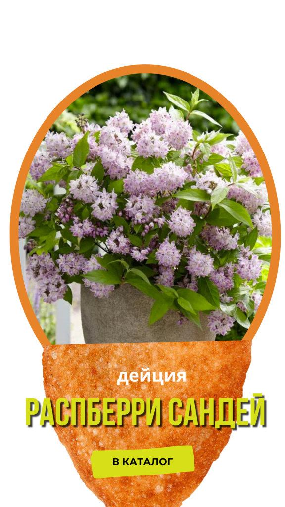 Распберри Сандей.png