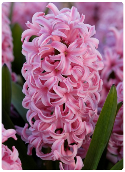 Анна Мари.png Анна Мари.png