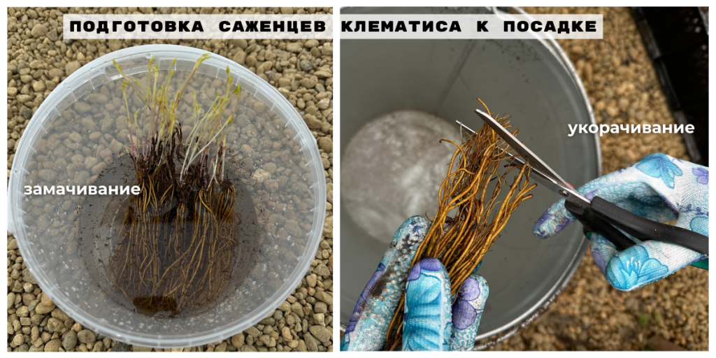 Предпосадочная подготовка корней клематиса