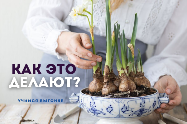 Как это делают? Учимся выгонке фото Как это делают? Учимся выгонке фото