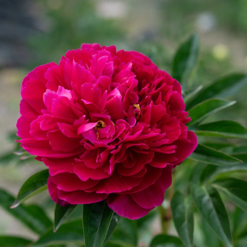 _Пион Адольф Руссо.png