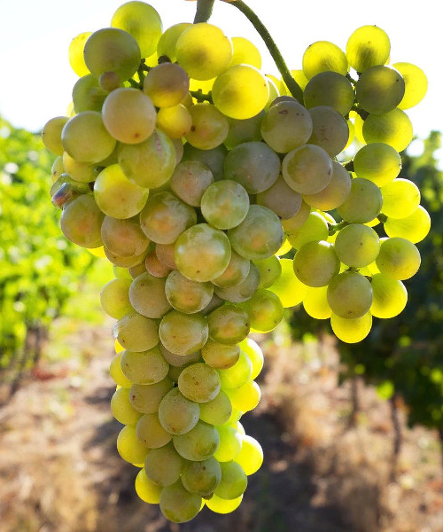 Рислинг.png Рислинг.png