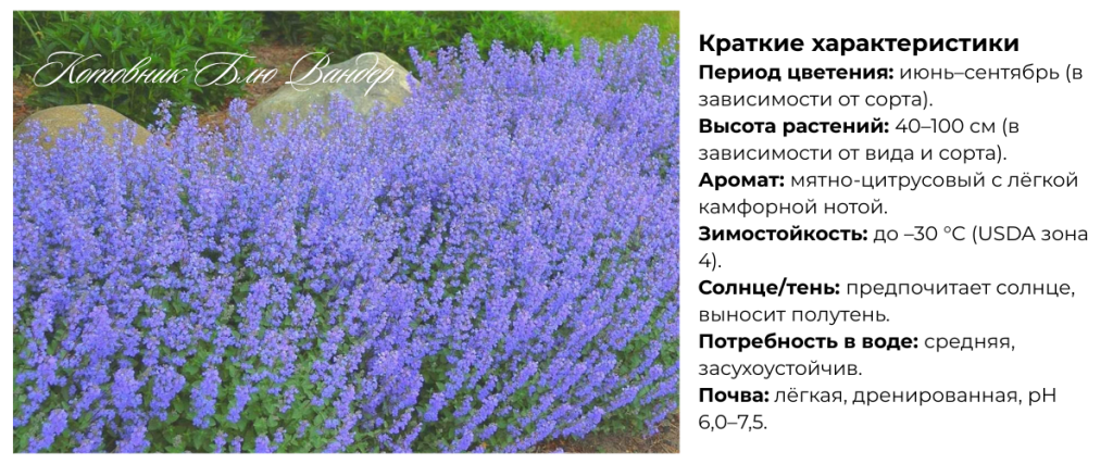 Котовник Блю Вандер.png Котовник Блю Вандер.png