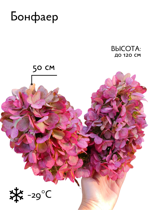 Бонфаер.png Бонфаер.png