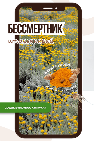 бессмертник.png бессмертник.png