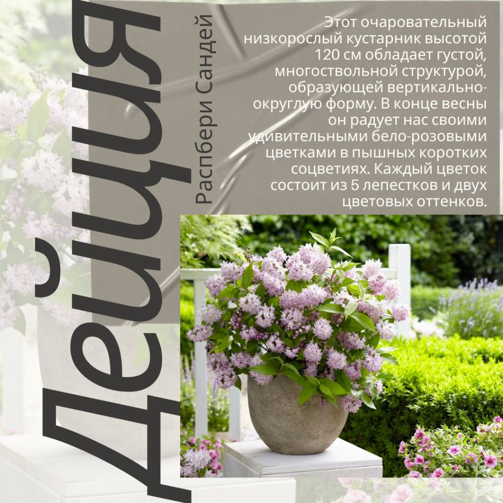 дейция (1).jpg