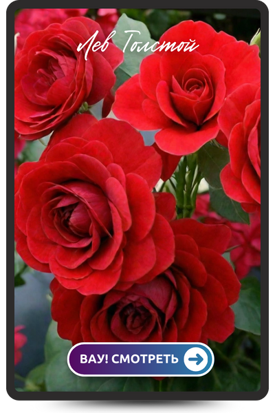 Лев Толстой (400 x 600 пикс.).png