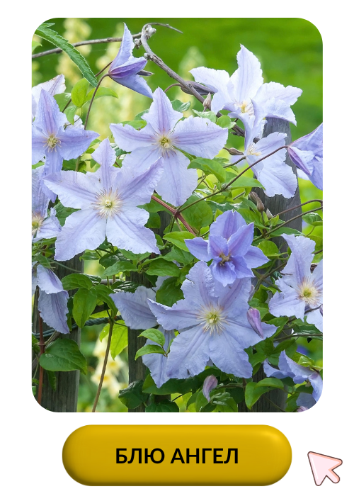 Блю Ангел.png Блю Ангел.png