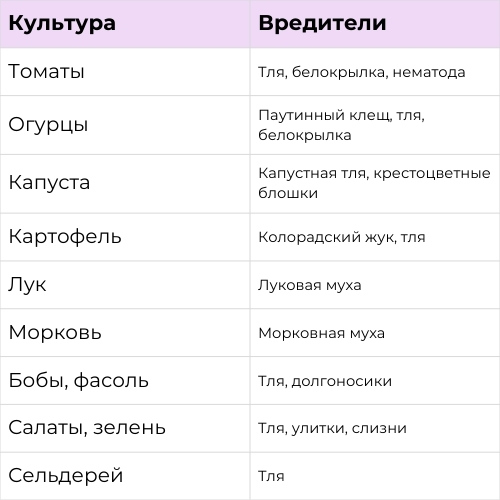 Монарда.jpg Монарда.jpg