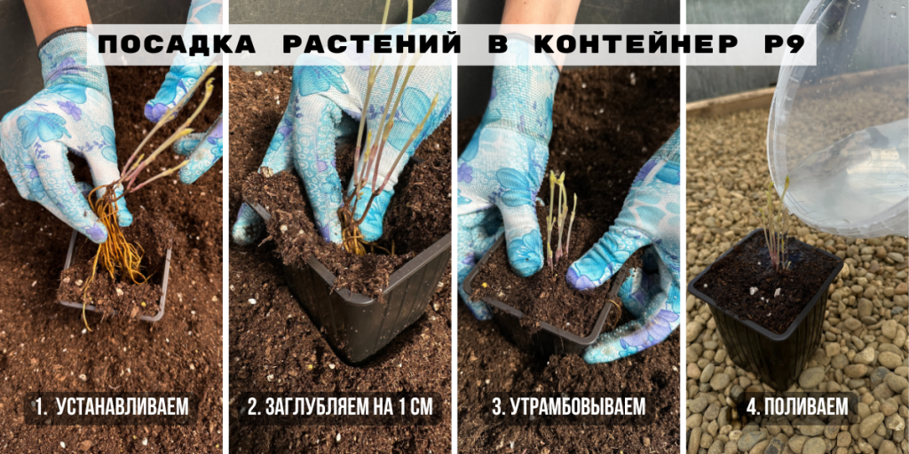 Как посадить клематис в горшок