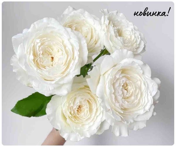 Принцесса Миюки.jpg