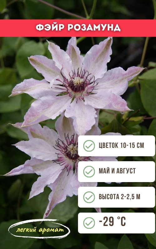 Фэйр Розамунд.jpg Фэйр Розамунд.jpg