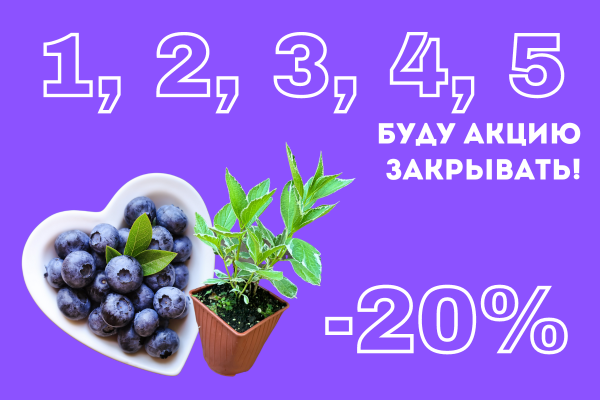 Голубика с ягодами, гортензия с бутонами, цена со скидкой фото Голубика с ягодами, гортензия с бутонами, цена со скидкой фото