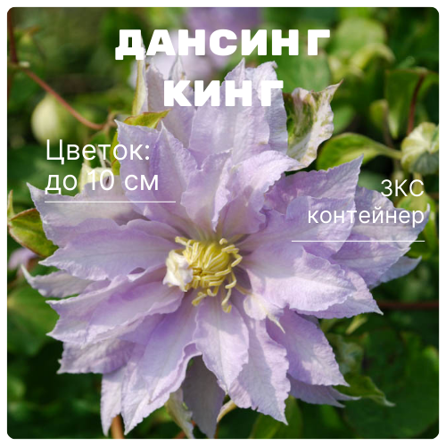 Дансинг Кинг.png